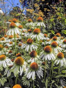 echinacea flowers inspiring art at Kew Gardens