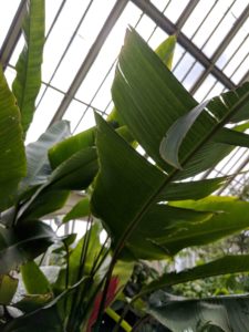 Tropical plants inspiring art in the hothouse at Kew Gardens