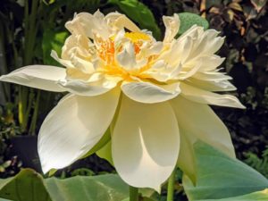 A Lotus flower inspiring art in the waterlily house at Kew Gardens