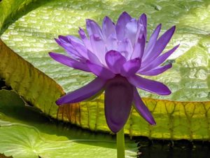 A waterlily in the waterlily house inspiring art at Kew Gardens London