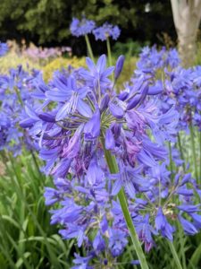 Agapanthus flowers inspiring art at Kew Gardens