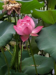 Lotus flowers inspiring art in the waterlily house at Kew Gardens