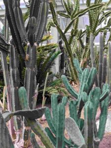 cacti inspiring art in the Princess of Wales conservatory, Kew Gardens