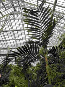 plants inspiring art in the hothouse at Kew Gardens