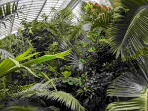 Tropical plants inspiring art in the hothouse at Kew Gardens