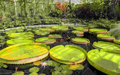 Being an artist inspired by nature – My trip to Kew